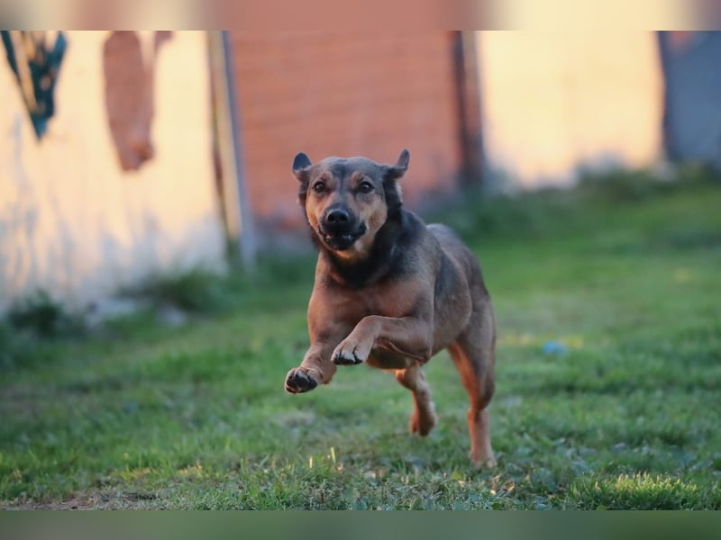 Super tolle Hündin sucht ein liebevolles Zuhause