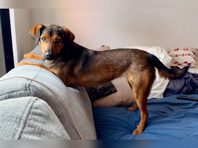 Super tolle Hündin sucht ein liebevolles Zuhause