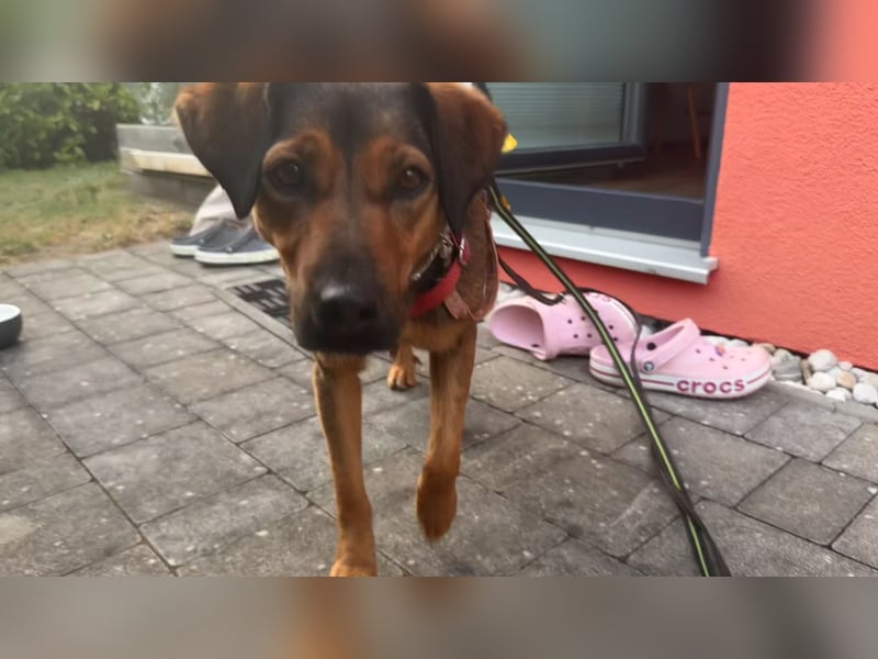 Zuckersüße Hündin sucht Ihr Traumzuhause