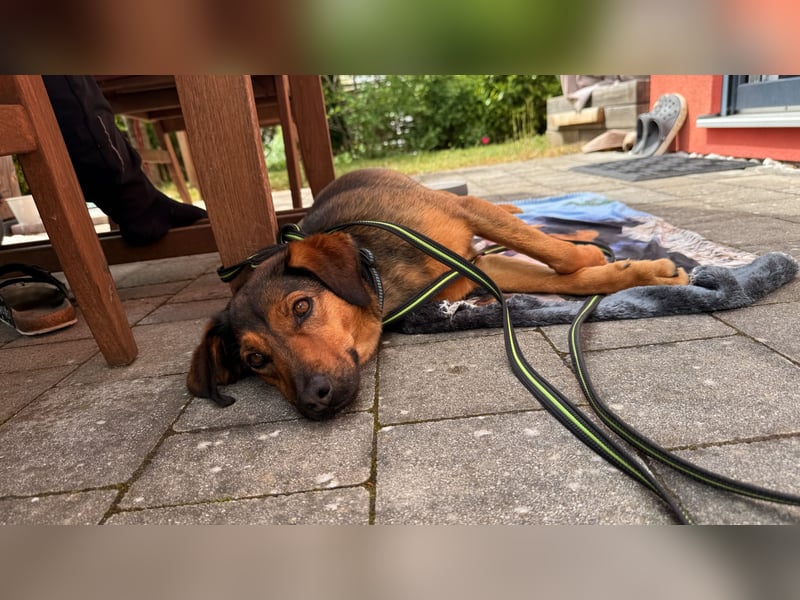 Super tolle Hündin sucht ein liebevolles Zuhause