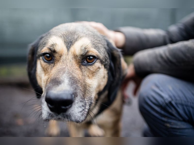 MIA-unkompliziert, lieb, sehr verspielt, aufgeschlossen und menschenbezogen
