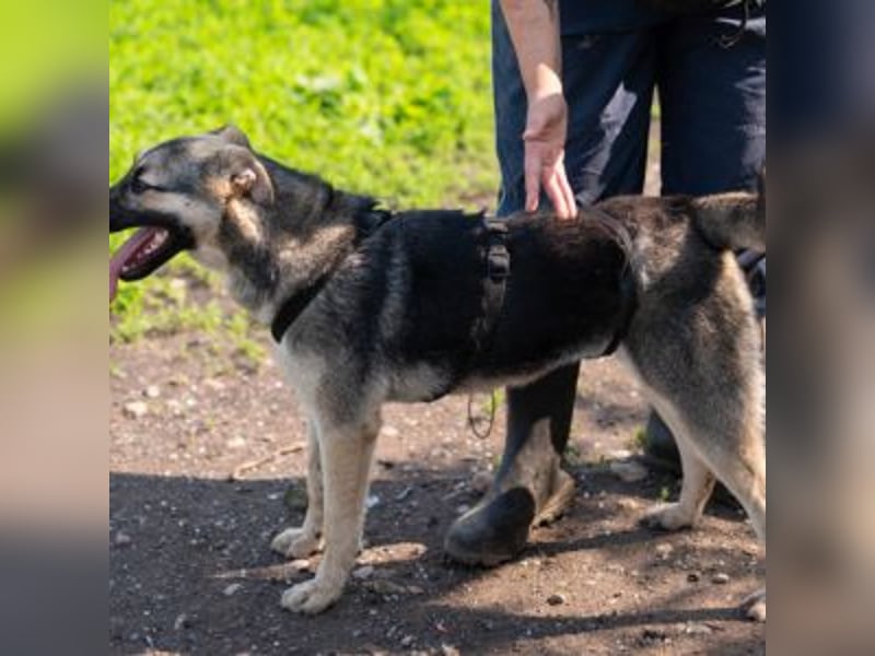 MELA-liebt Menschen, zutraulich, lieb, umgänglich und sucht eine liebevolle, aktive Familie