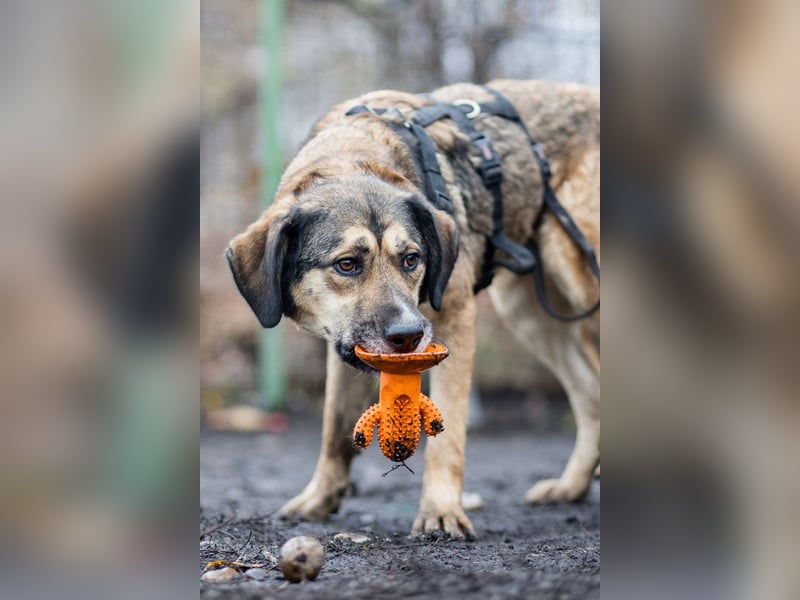 MIA-unkompliziert, lieb, sehr verspielt, aufgeschlossen und menschenbezogen