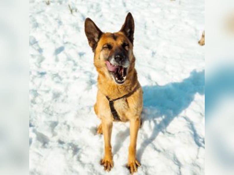 MINERVA-tolles, liebenswertes, sportliches Hundemädchen