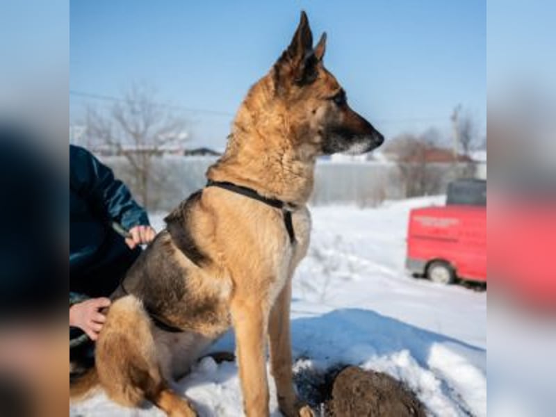 MINERVA-tolles, liebenswertes, sportliches Hundemädchen