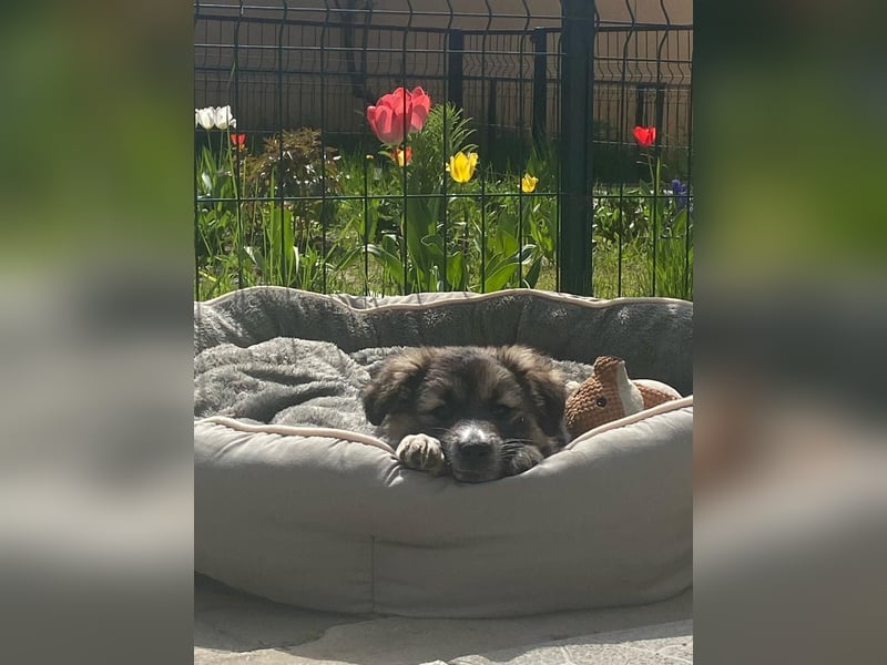 PUKKA-flauschiges kleines Hundemädchen
