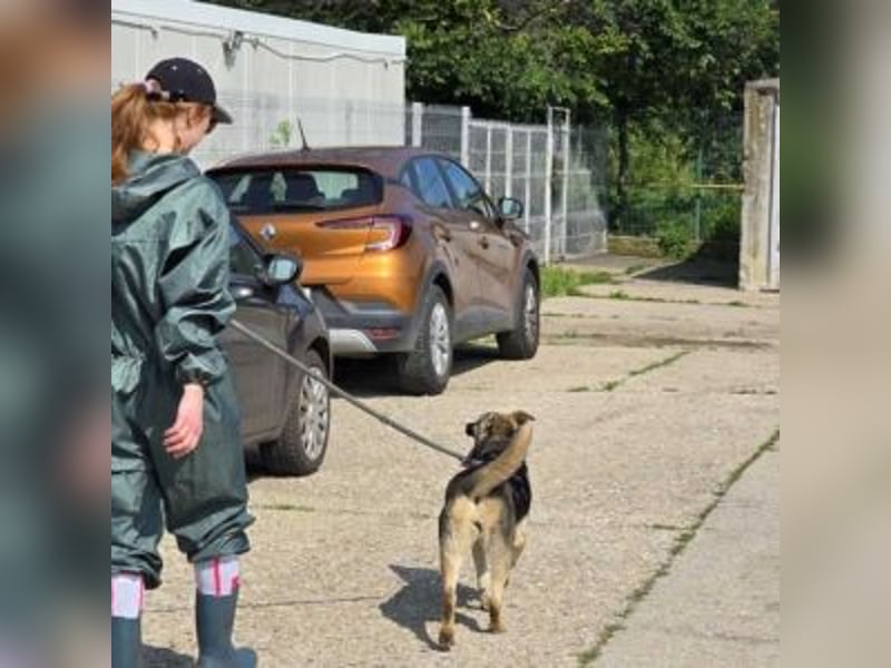 MELA-liebt Menschen, zutraulich, lieb, umgänglich und sucht eine liebevolle, aktive Familie