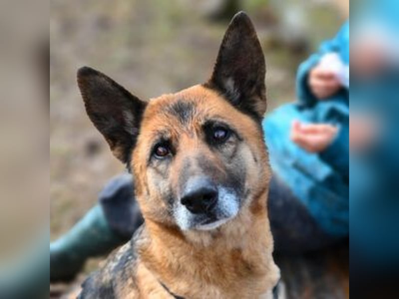 MINERVA-tolles, liebenswertes, sportliches Hundemädchen
