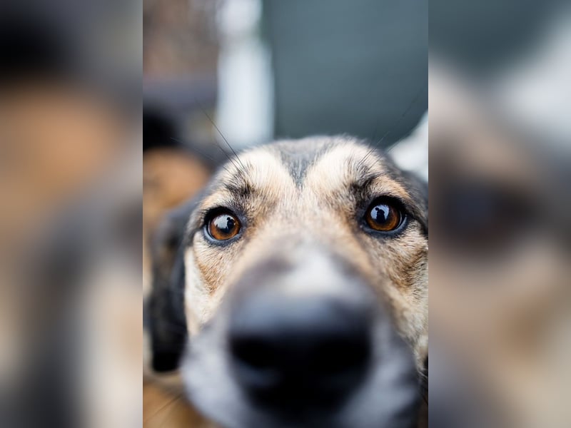 MIA-unkompliziert, lieb, sehr verspielt, aufgeschlossen und menschenbezogen