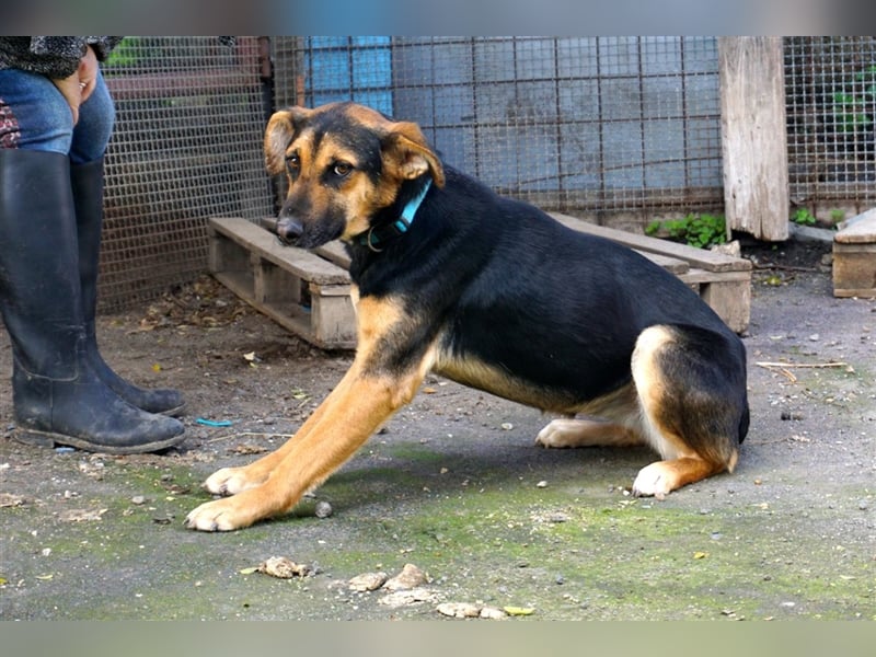Hexi sucht ein neues Zuhause