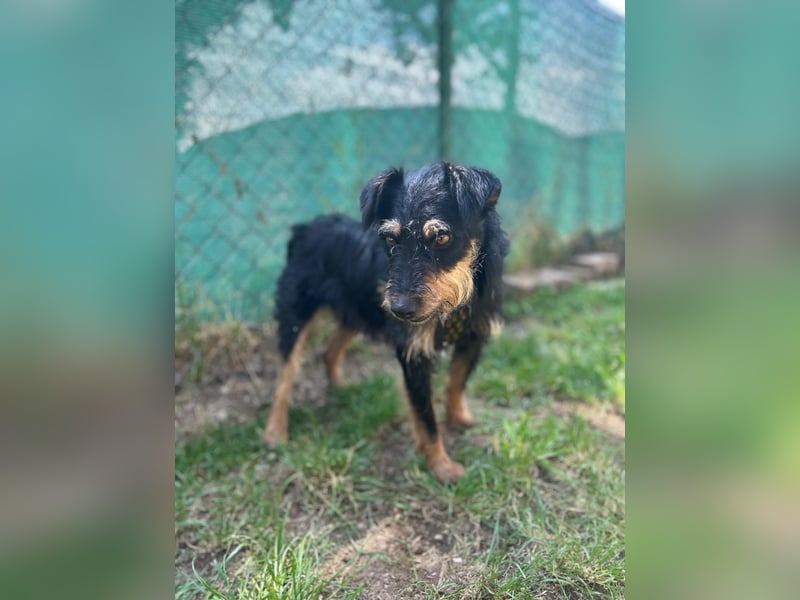 Karmen, Jagdterrier Mischling, geb. 23.09.2023, ca. 39 cm, 9 kg