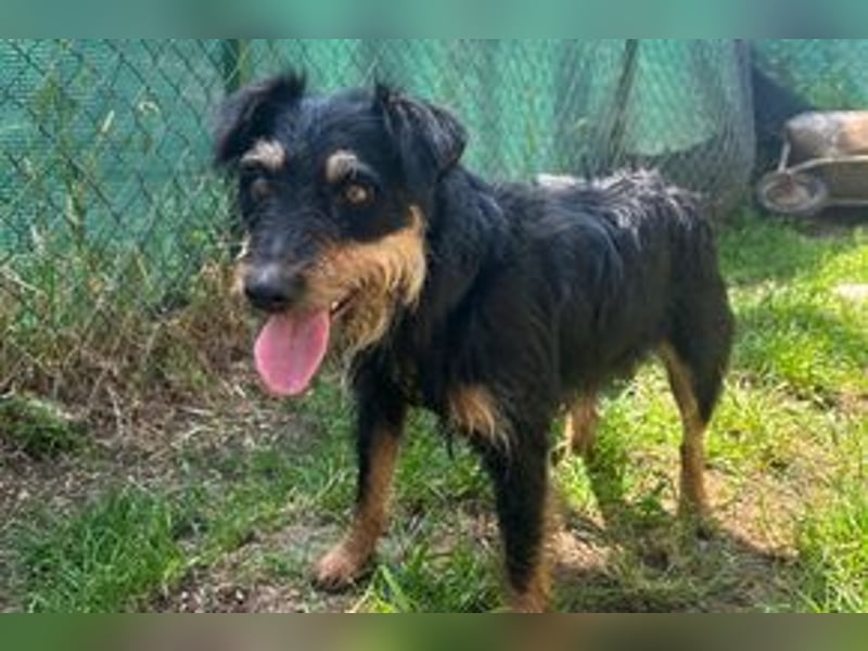 Karmen, Jagdterrier Mischling, geb. 23.09.2023, ca. 39 cm, 9 kg