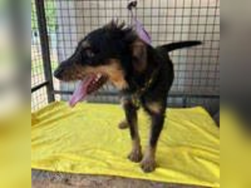 Karmen, Jagdterrier Mischling, geb. 23.09.2023, ca. 39 cm, 9 kg