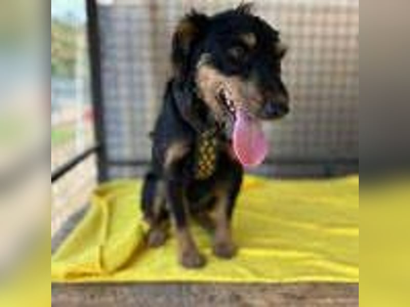 Karmen, Jagdterrier Mischling, geb. 23.09.2023, ca. 39 cm, 9 kg