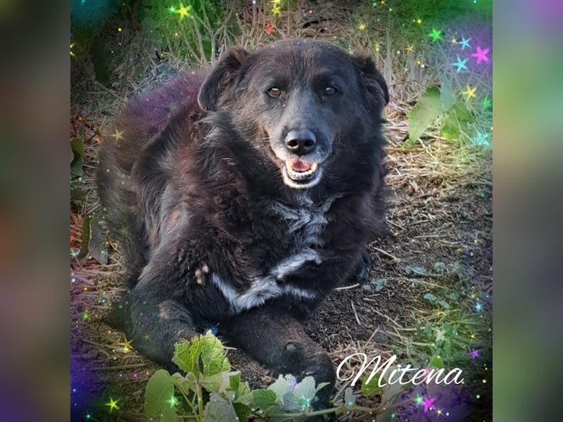 Mitena, Mix, Hündin, geb. ca. 2018, ca. 45 cm