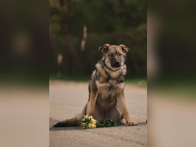 Sanfte Santa sucht liebevolles Zuhause