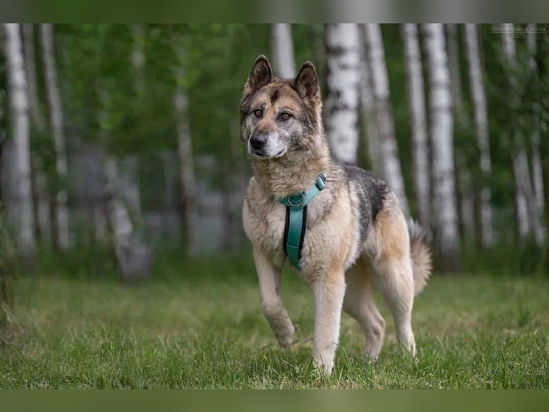 Soziale Lada sucht liebevolles Zuhause