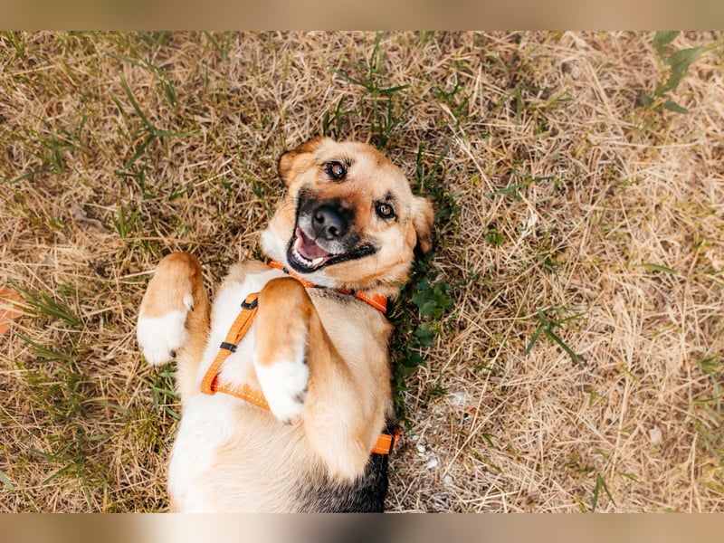 Menschenbezogene Lilo sucht ihre Familie