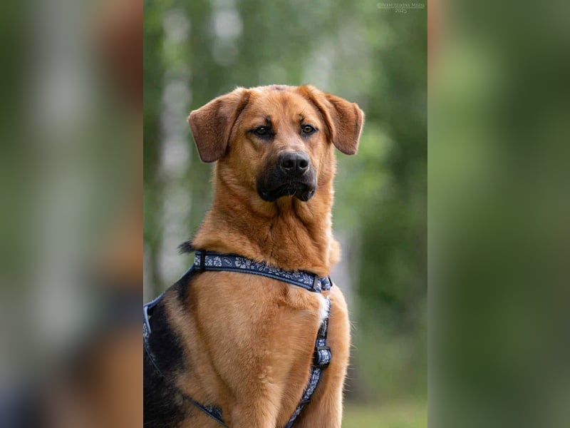 Atives Zuhause für Misha gesucht