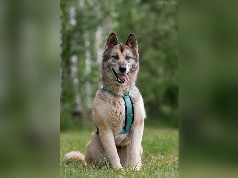 Soziale Lada sucht liebevolles Zuhause