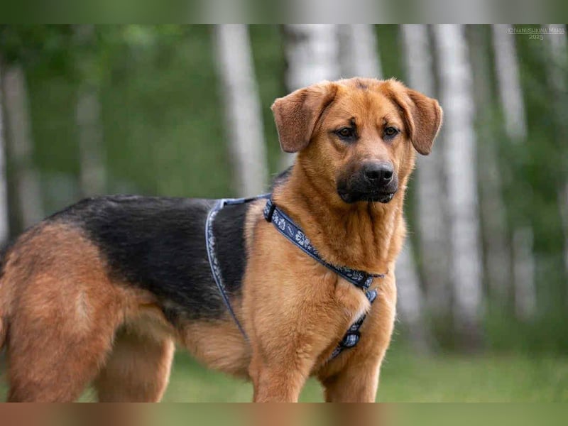 Atives Zuhause für Misha gesucht