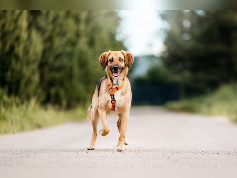 Menschenbezogene Lilo sucht ihre Familie