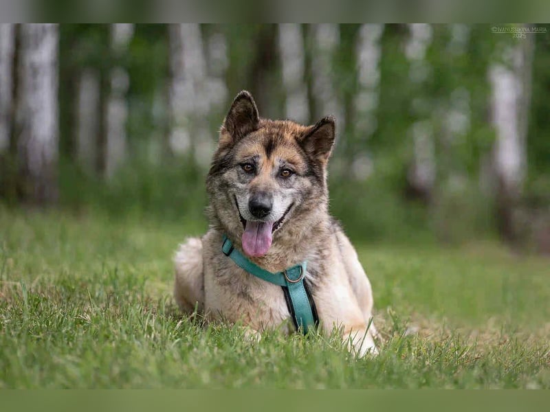 Soziale Lada sucht liebevolles Zuhause