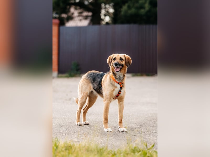 Menschenbezogene Lilo sucht ihre Familie