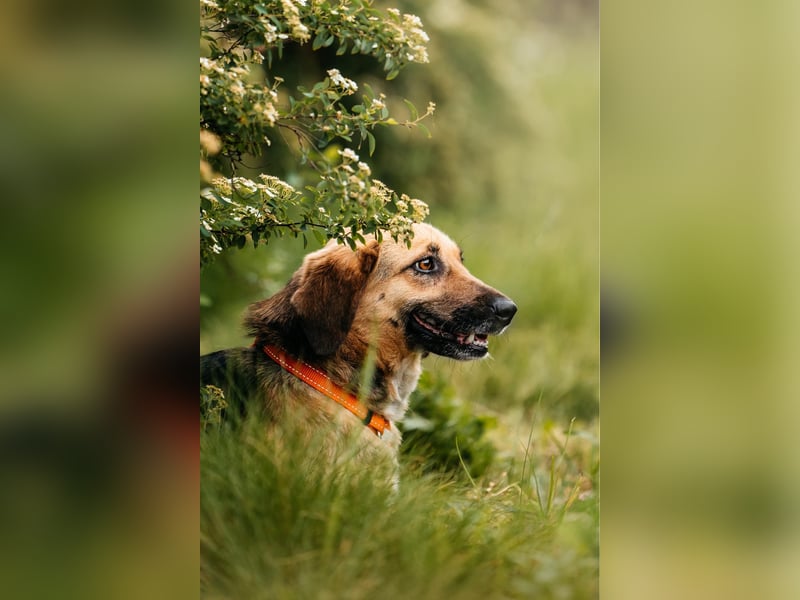 Menschenbezogene Lilo sucht ihre Familie
