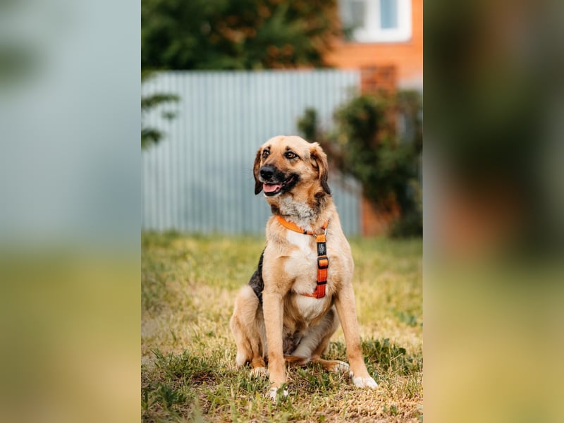 Menschenbezogene Lilo sucht ihre Familie