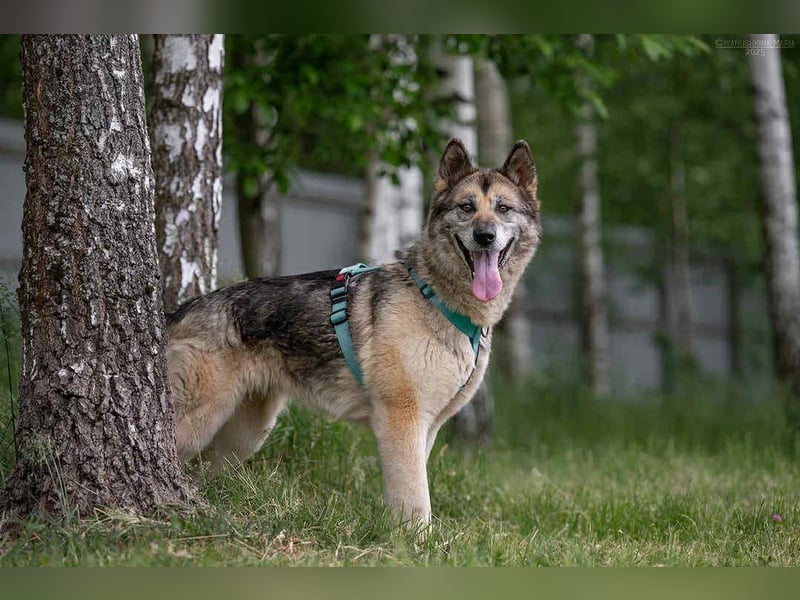 Soziale Lada sucht liebevolles Zuhause