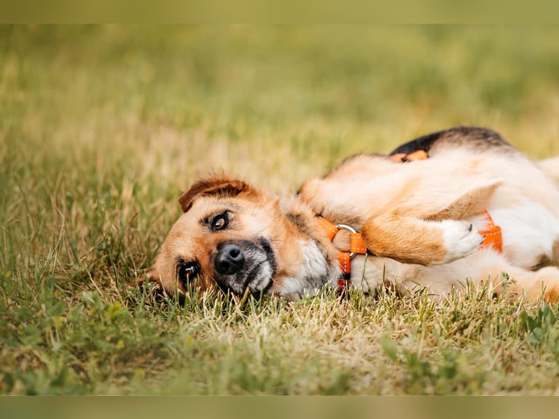 Menschenbezogene Lilo sucht ihre Familie