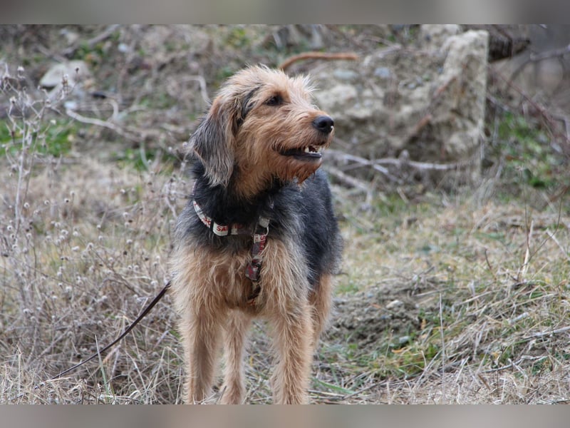 Toffee – Lebhafte Hundedame sucht ein Zuhause, das ihr gerecht wird!