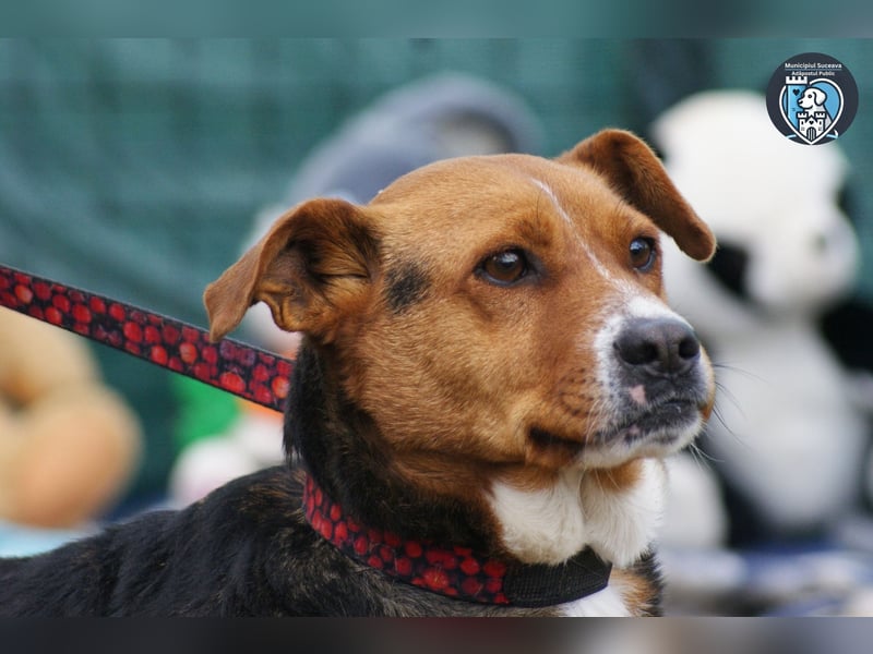 Calypso sucht ein Zuhause