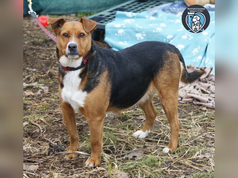 Calypso sucht ein Zuhause
