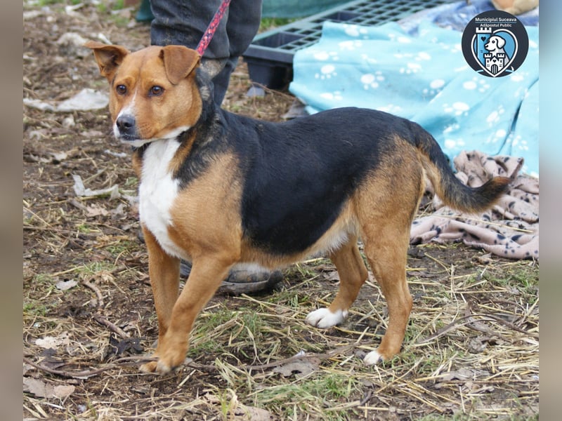 Calypso sucht ein Zuhause
