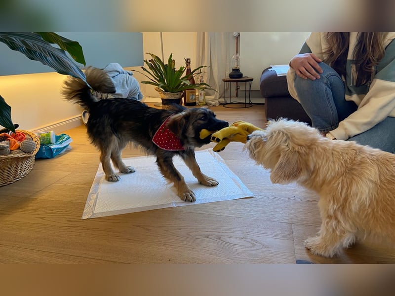 Luma sucht ein Zuhause