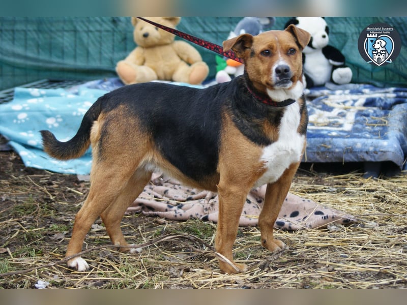 Calypso sucht ein Zuhause