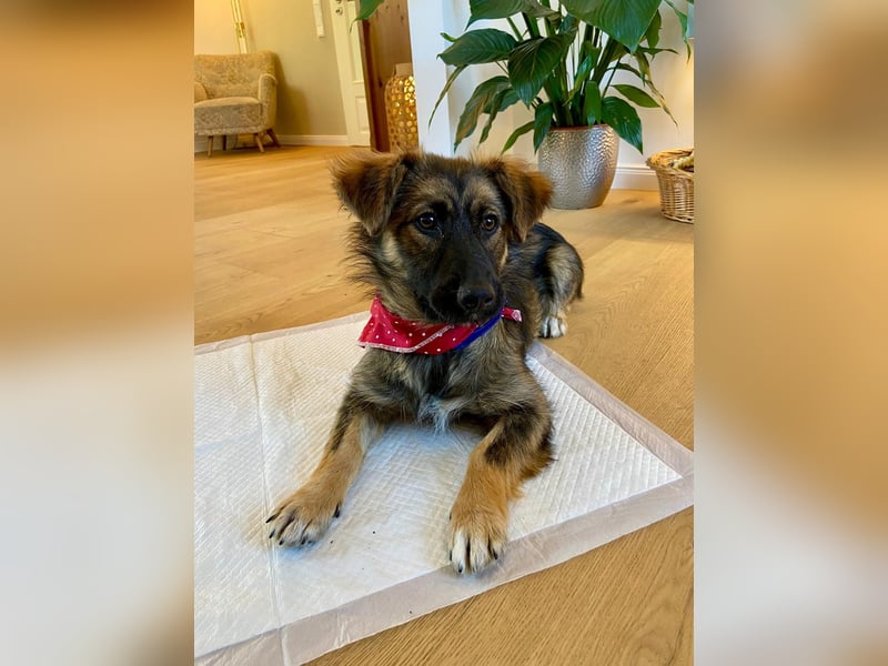 Luma sucht ein Zuhause