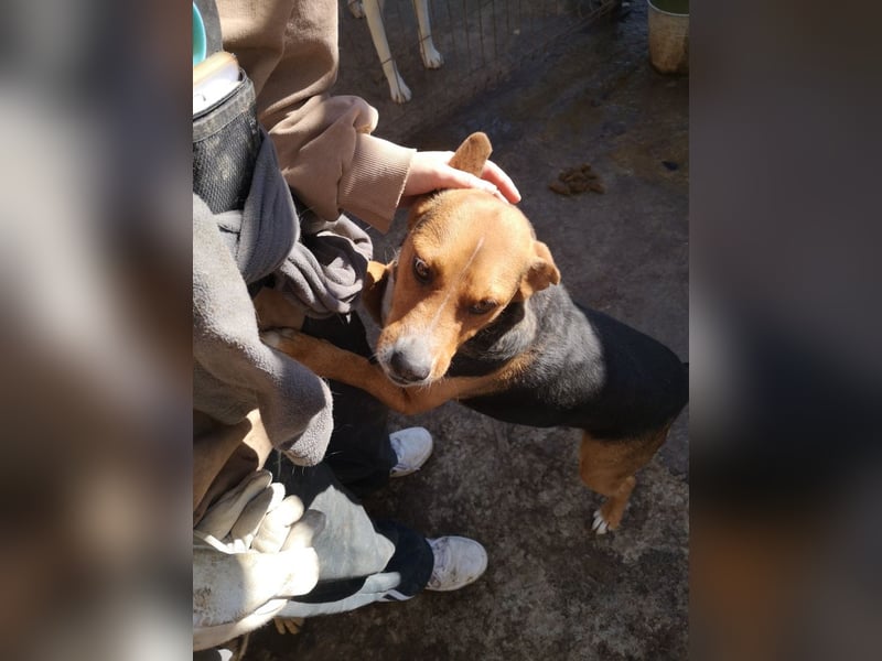 Calypso sucht ein Zuhause