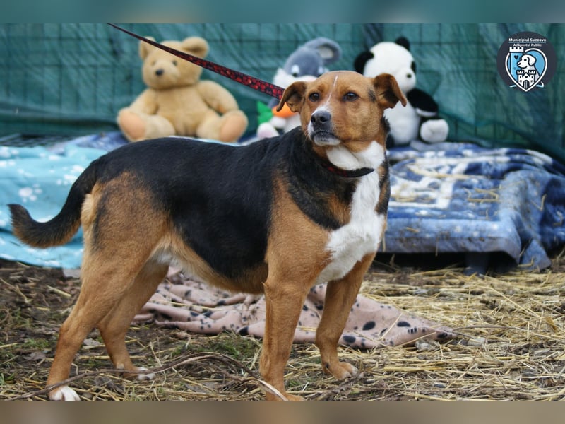 Calypso sucht ein Zuhause