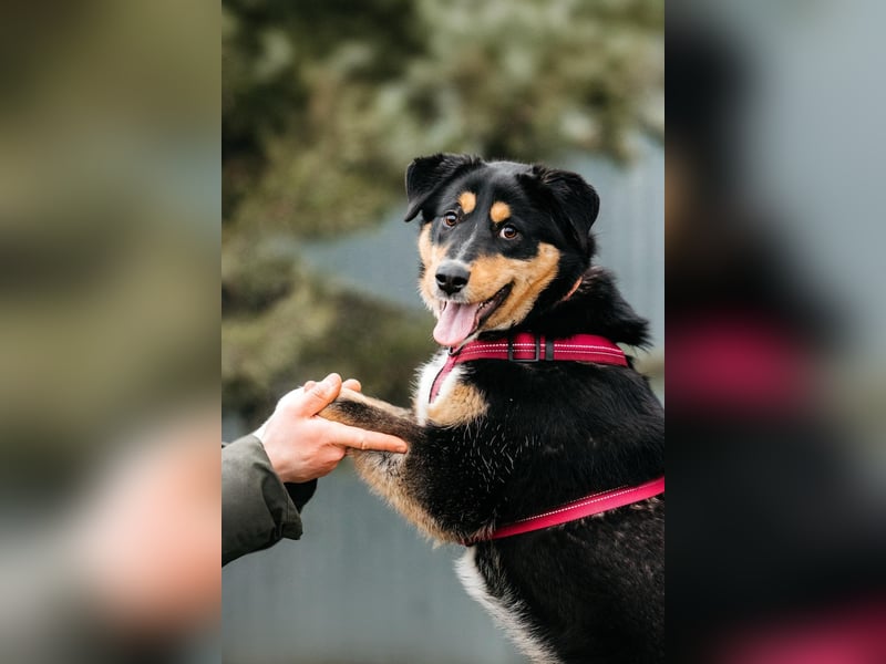 Aktives Zuhause für Marissa gesucht