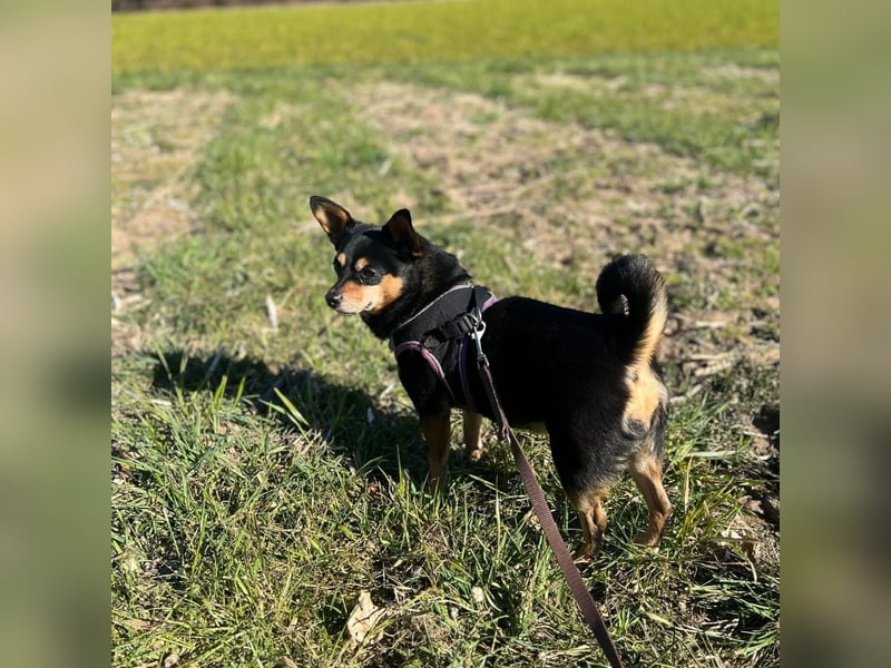 Kleine Sally
