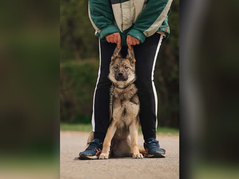 Sanfte Santa sucht ihr Zuhause