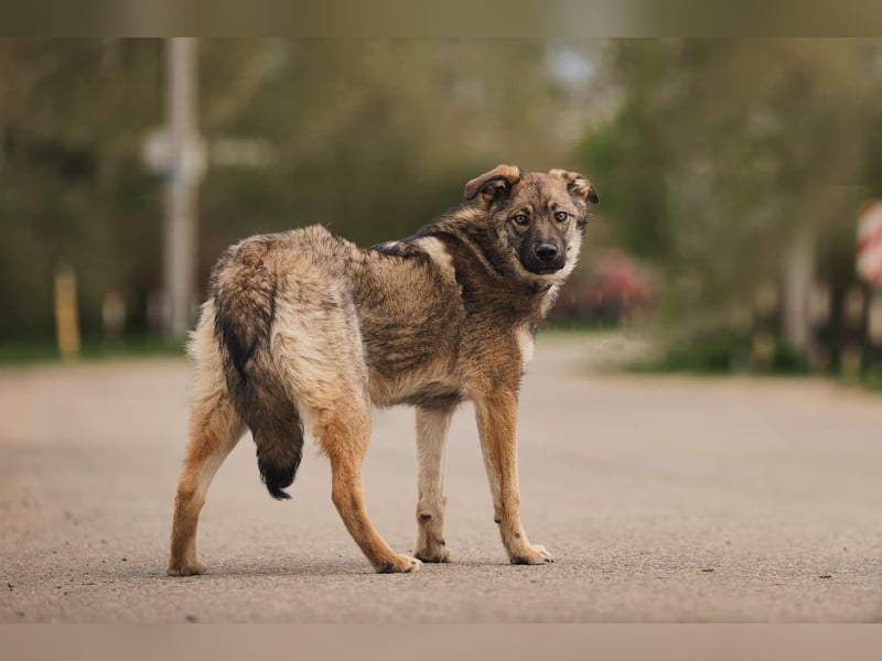 Sanfte Santa sucht ihr Zuhause