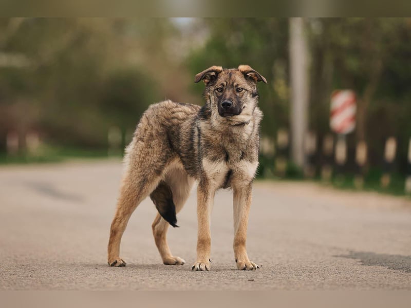 Sanfte Santa sucht ihr Zuhause