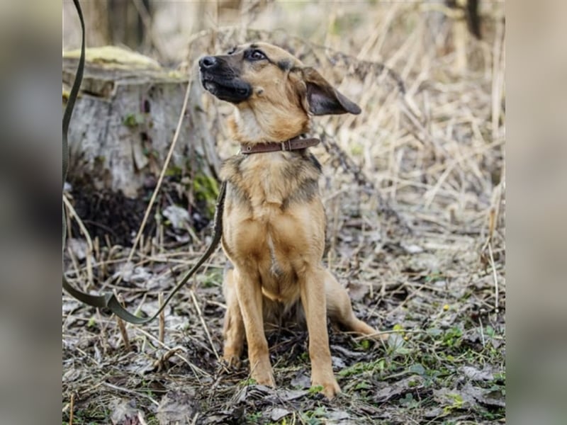Manja - sanfte Hundeseele sucht liebevolle Familie zum Ankommen!