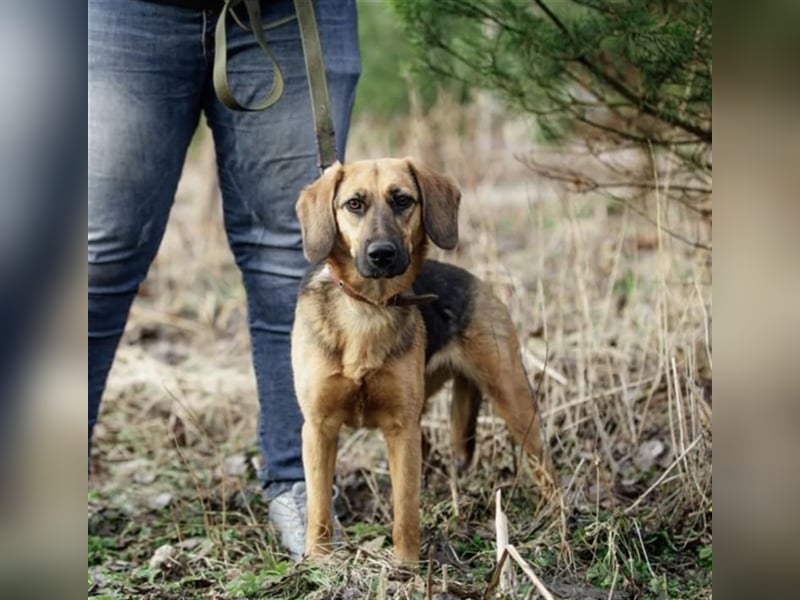 Manja - sanfte Hundeseele sucht liebevolle Familie zum Ankommen!