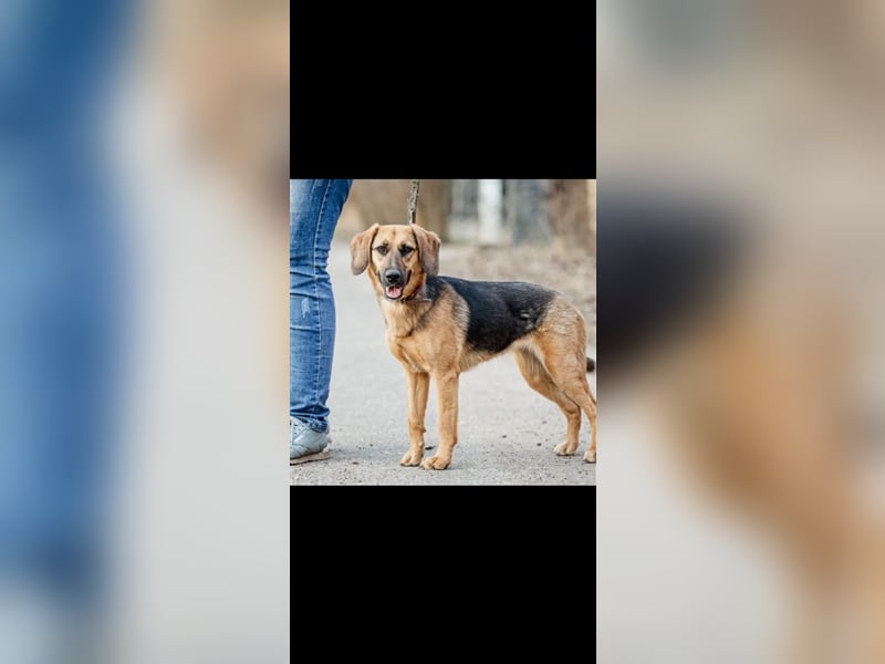Manja - sanfte Hundeseele sucht liebevolle Familie zum Ankommen!