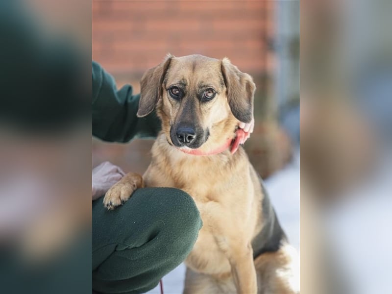 Manja - sanfte Hundeseele sucht liebevolle Familie zum Ankommen!